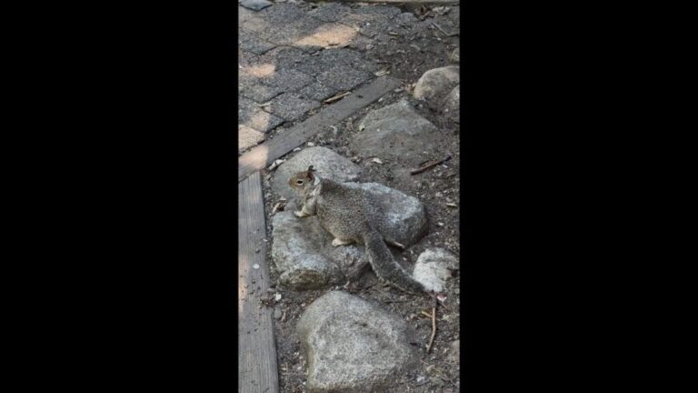 clipped thumbnail - fat-squirrels-yosemite-national-park - CNN ID 22848868 - 00:00:59;25