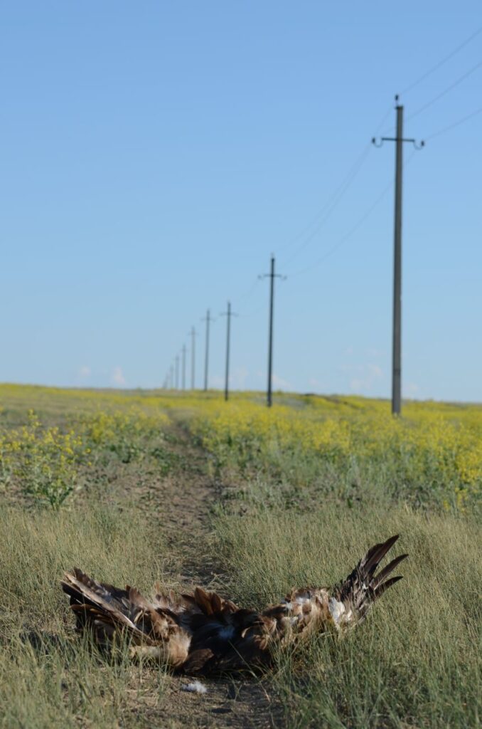 A dead eagle on the ground below power lines in Kazakhstan.