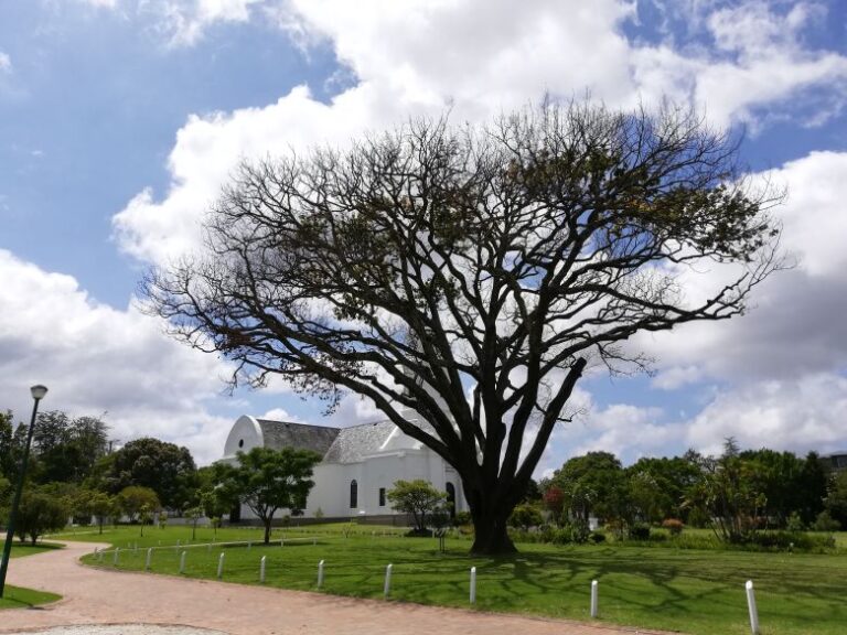 An old oak stood watch over The Moederkerk, meaning Mother Church in Afrikaans, for centuries ...