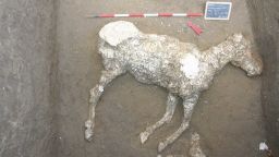 Extraordinary discovery in the area of Civita Giuliana, to the north of the walls of the Archaeological Site of Pompeii, where illegal tunnels were intercepted.
Thanks to the joint operation of the Archaeological Park of Pompeii with the Public Prosecutor's Office of Torre Annunziata, investigators of the Carabinieri Command Group of Torre Annunziata and the Cultural Heritage Protection Unit of Naples, who had already been investigating these illegal activities, since last August an excavation operation has been underway in order to advance the investigation and save the endangered archaeological heritage.
The Director General of the Archaeological Park of Pompeii, Massimo Osanna exclusively present the exceptional recovery, as well as the operation carried out with the ongoing excavation work.
The intervention has brought to light a series of service rooms from a large, exceptionally well-preserved suburban villa, from which a variety of finds have emerged (amphorae, kitchen utensils and part of a wooden bed whose cast it has been possible to make) and a tomb dating to the post AD 79 period, which guarded the skeleton of the deceased.
For the first time it has been possible, through casting technique, to reconstruct the complete outline of a horse, found in one of the excavation rooms.