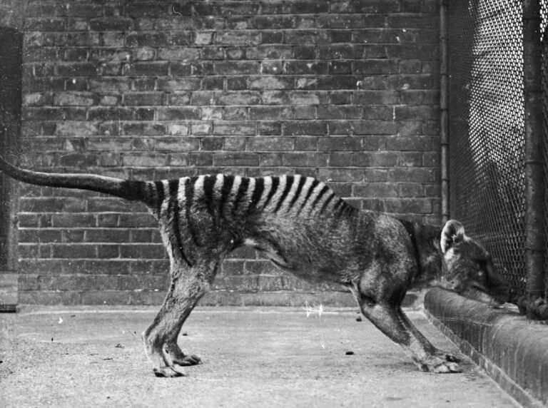 The last captive thylacine died in 1936.
