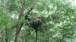 Samson-nest.jpg