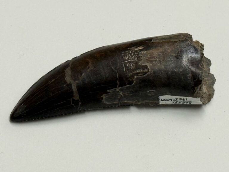 Researchers used two portions of teeth from Thomas the T. rex to measure the dinosaur's body temperature.