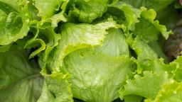 Ripe green crisp-head lettuce, top view.