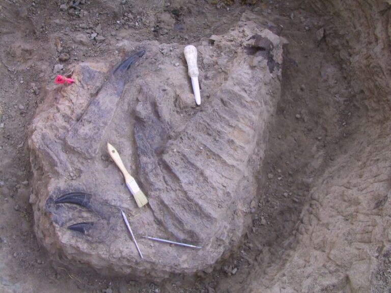 Teeth and maxilla of Thomas the T. rex during an excavation in Montana in 2005.