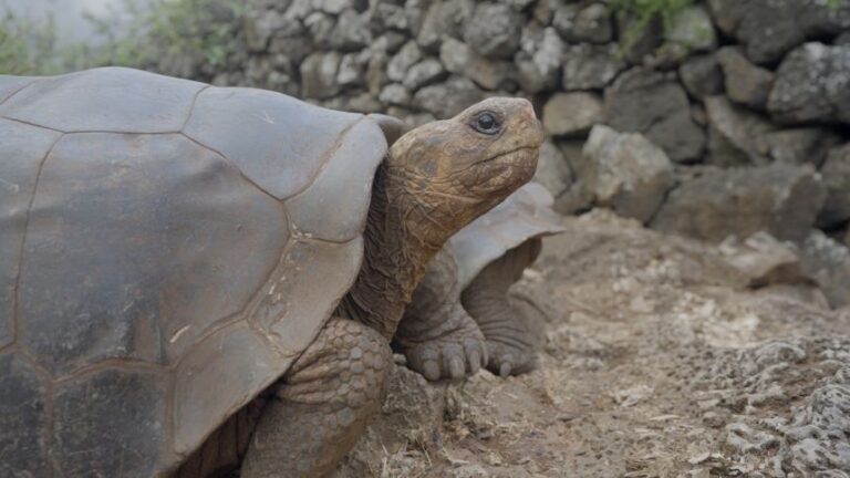 tortoise 1.jpg