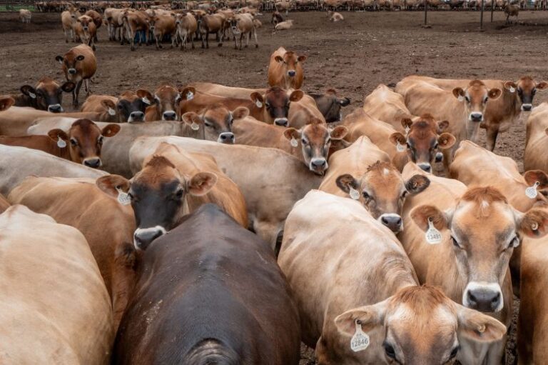 Cattle are herded in a stable in Hamilton, Texas, on June 5.