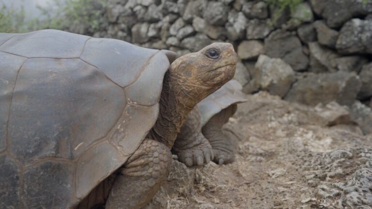 tortoise 1.jpg
