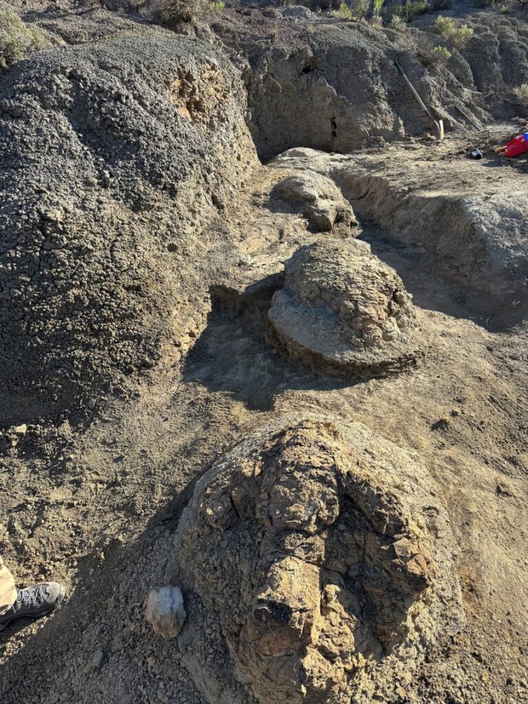 The footprints had a distinct shape, with three slender toes. The prints were about 3 feet in length.