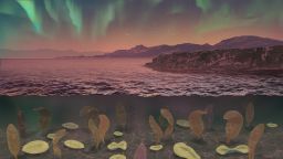 Artist's rendition of the Ediacaran and our hypothesis