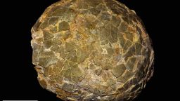 Example-of-a-titanosaur-egg