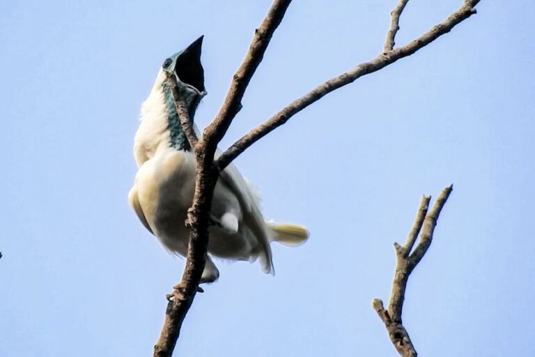 The bare-throated bellbird, which may reign as the new world’s loudest bird.