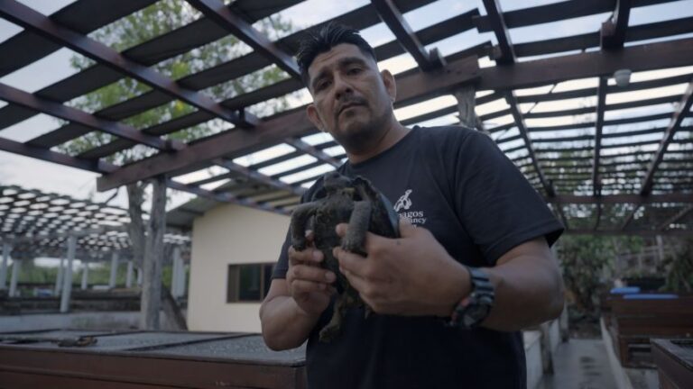 Walter Chimborazo witnessed the birth of the Floreana lineage turtles that now live on the island.