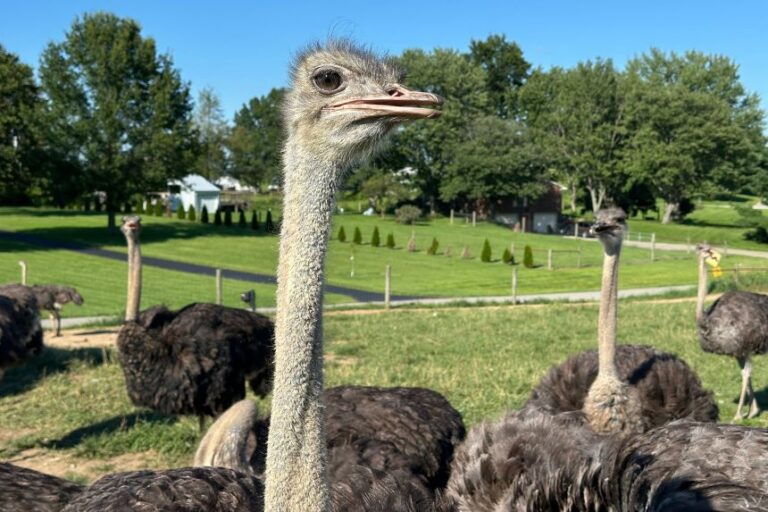 The Alpha-Gal Association, a nonprofit advocacy group that provides online resources to people with the allergy, recommends ostrich as a dietary substitute that tastes like beef.