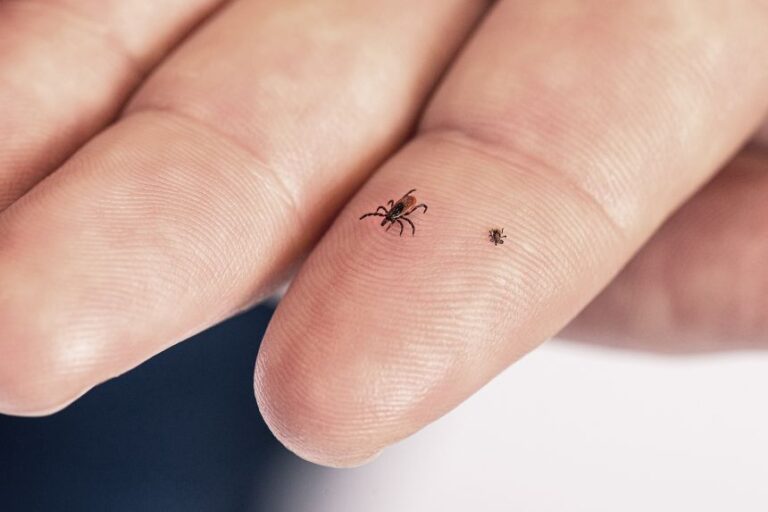 Two blacklegged ticks rest on a person's left index finger: an adult female on the left and a nymph on the right.
