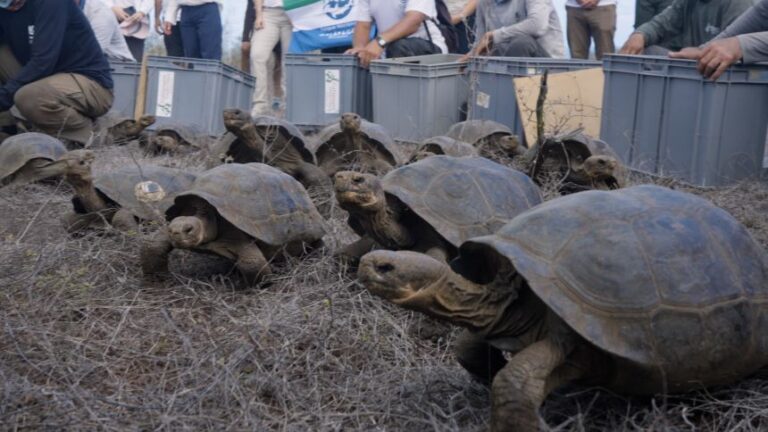 The release of giant tortoises back to Floreana island has helped the species regain territory in what was once a much larger range.