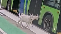 Goat bus vrt clean thumbnail.png