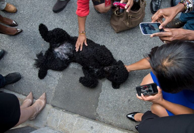 Sunny, President Barack Obama's new dog is surrounded by members of the press during a walk at the White House on Monday, Sept. 9, 2013 in Washington. (AP Photo/ Evan Vucci)