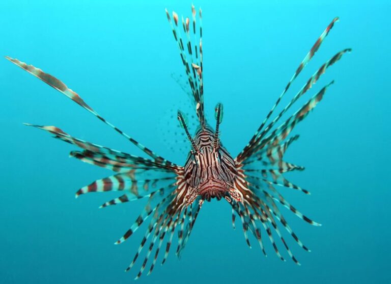 Lionfish have swarmed the U.S. East Coast, wiping out local species. The good news is, they taste great in sushi form.