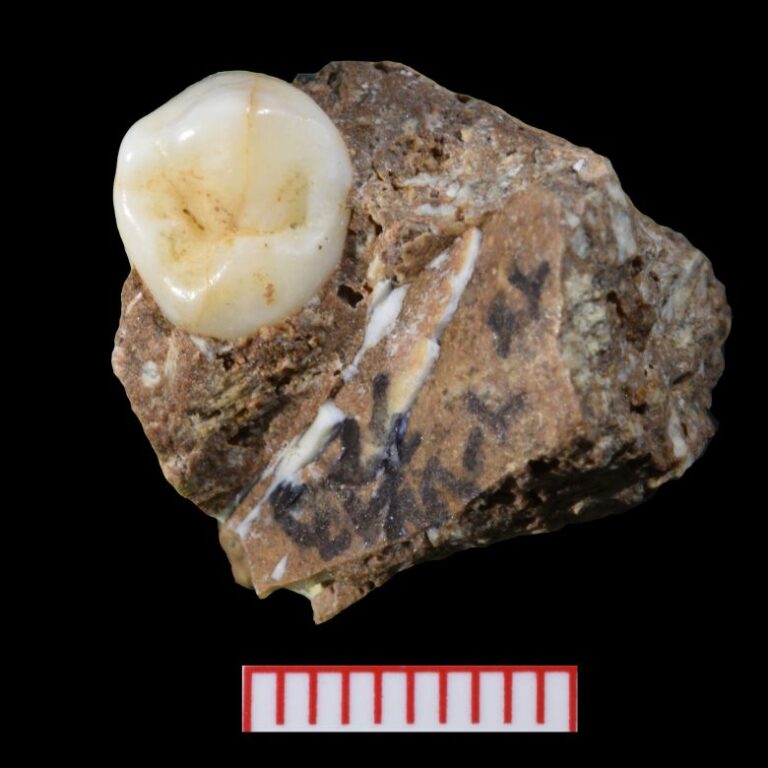 Scientists extracted ancient proteins from two molars found in the cave.