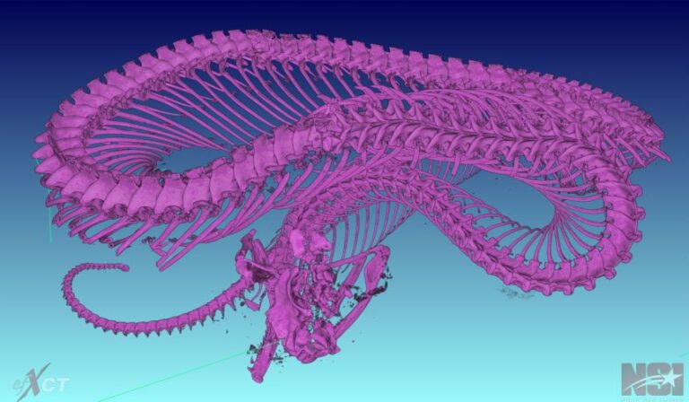 The researchers used MicroCT scanning to see all of the vertebrae within the viper.