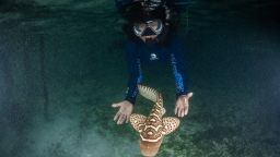 'Shark nannies', such as Maryrose Tapilatu (pictured) are trained aquarists who monitor leopard shark eggs, care for the pups and prepare them for life in the wild.