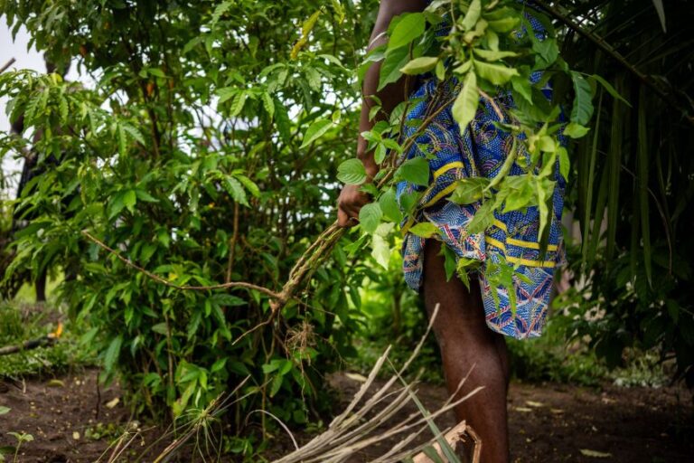 A man pulls iboga roots from the ground, marking the culmination of the sacred harvesting ceremony, in Gabon in February 2025.