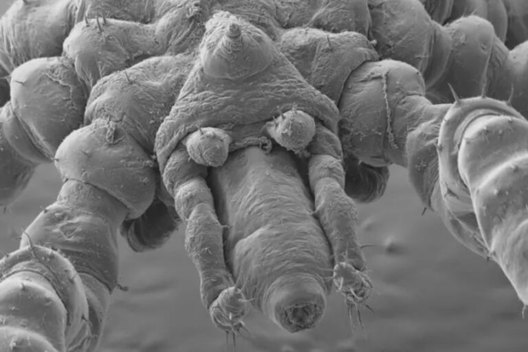 Tanystylum kiixin's face at 100-micrometer scale