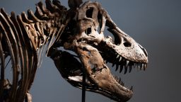 Gus the Tyrannosaurus Rex skeleton at Sotheby's auction house in New York City, U.S. July 1, 2026. REUTERS/Jordan Tovin