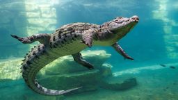 A crocodile dives behind the glass of an aquarium at the Dubai Crocodile Park in Dubai, United Arab Emirates, on May 25, 2023.
