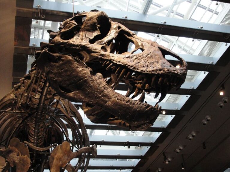 The skull of Thomas the T. rex at the Natural History Museum of Los Angeles County.