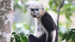A population of rare Tonkin snub-nosed monkeys has tripled between 2002 and 2025, according to a new census from conservation non-profit Fauna & Flora International.