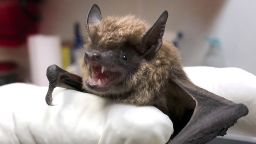 Kathy KasaKaitas holds a big brown bat that had been brought to the Coulee Region Humane Society in Onalaska, Wis. When bats prematurely wake from their hibernation and leave their haunts, as some did after polar vortex conditions gave way to 40 degree temperatures, they may die. (Jennifer Lu/La Crosse Tribune via AP)
