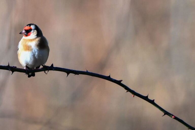 This photograph shows a European goldfinch, a passerine bird, at the Bois de Vincennes park in eastern Paris, on January 14, 2025.