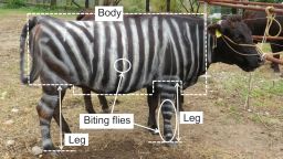 One Ig Nobel-winning study involved painting cows with zebra-like stripes.