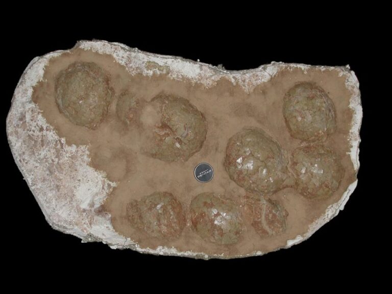 A clutch of fossilized titanosaur eggs.