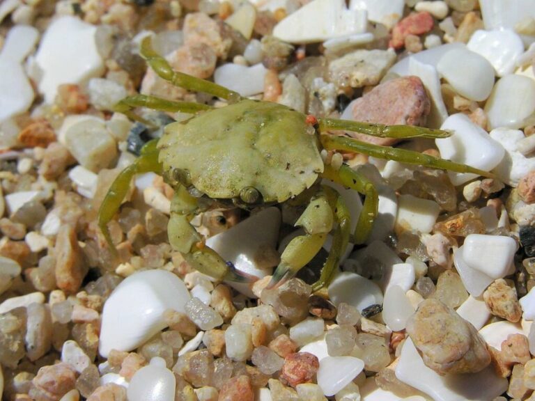 The European green crab has devastated native species in the U.S. Note to chefs: It's delicious stir-fried or in soups.