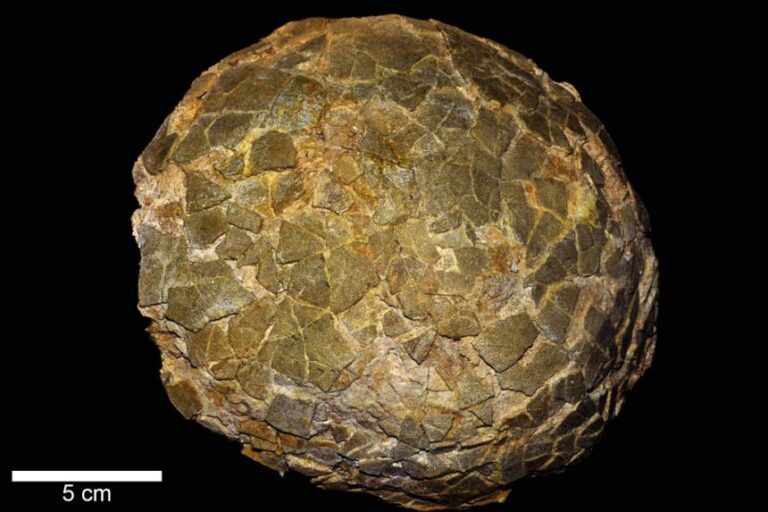 Dinosaur eggs are rare in the fossil record because the eggshell is relatively thin and fragile.