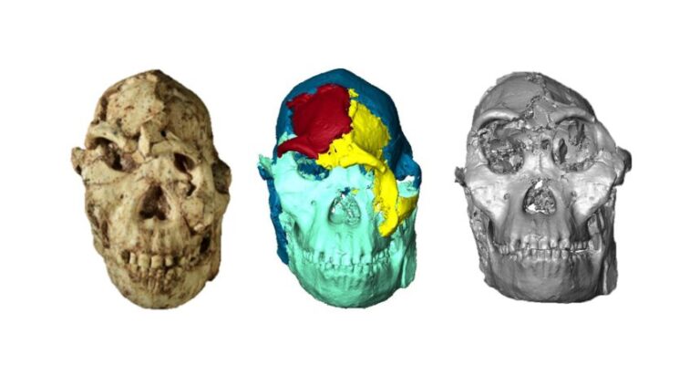 Little Foot's skull (left) was scanned and digitally reconstructed to reveal a more complete view.