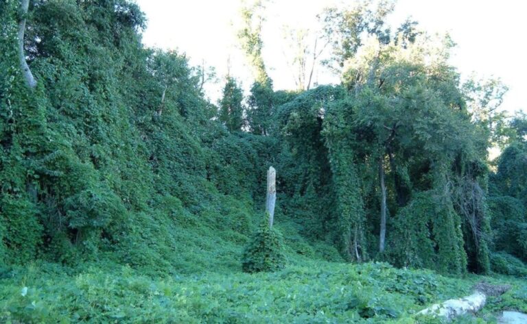 The Japanese weed Kudzu is highly invasive. It works well in a creamy, mozzarella-based quiche.