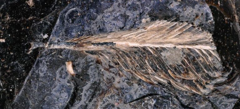 A close-up of a fossilized feather found preserved in dinosaur poop.