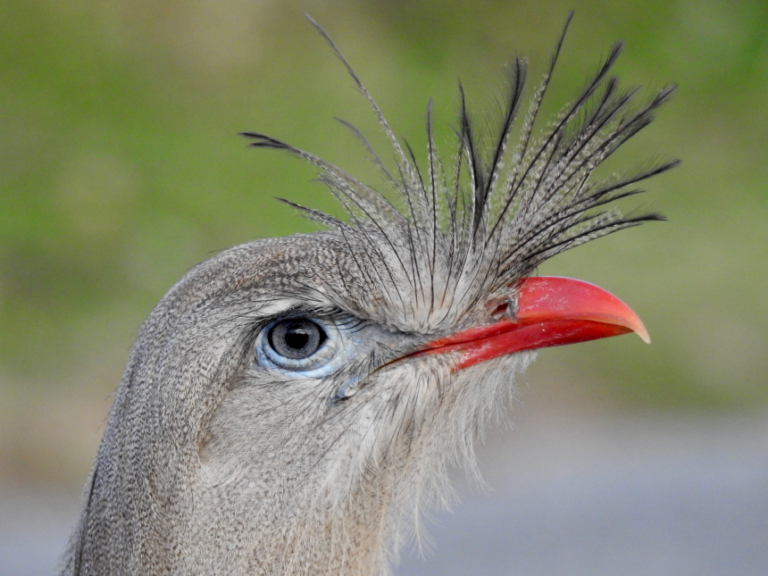 The red-legged seriema, a contender for the world’s loudest bird.
