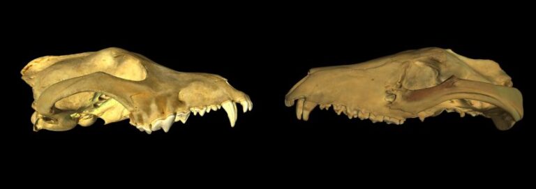 The researchers scanned a thylacine skull (left) to compare it with that of a wolf.