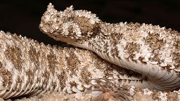 Spider-tailed horned viper