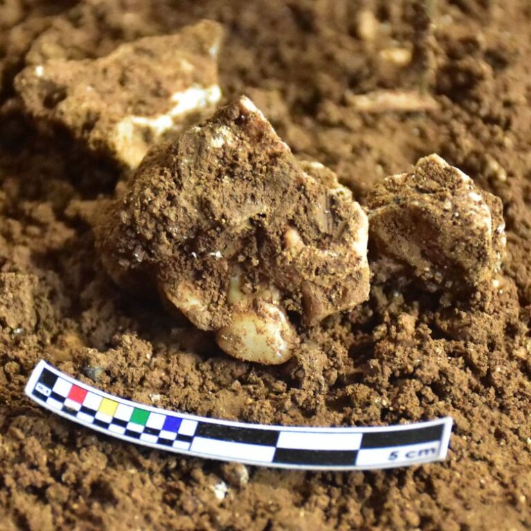 A jawbone fragment from 25,000 to 16,000 years ago was found in Leang Bulu Bettue cave.