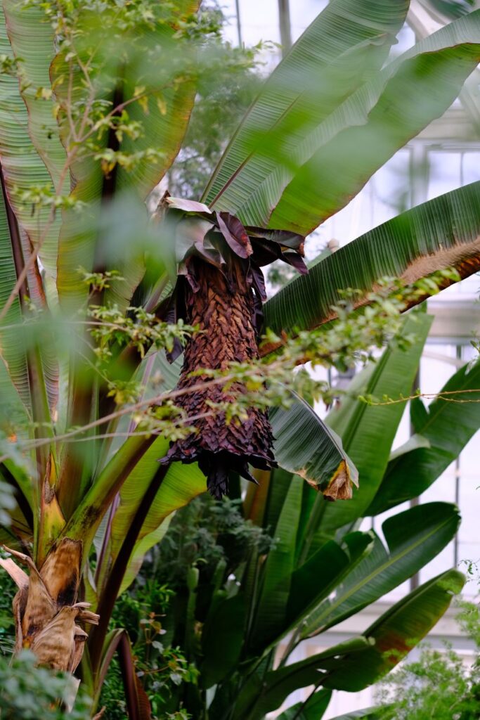 A team of Kew horticulturalists worked to bring enset to maturity.
