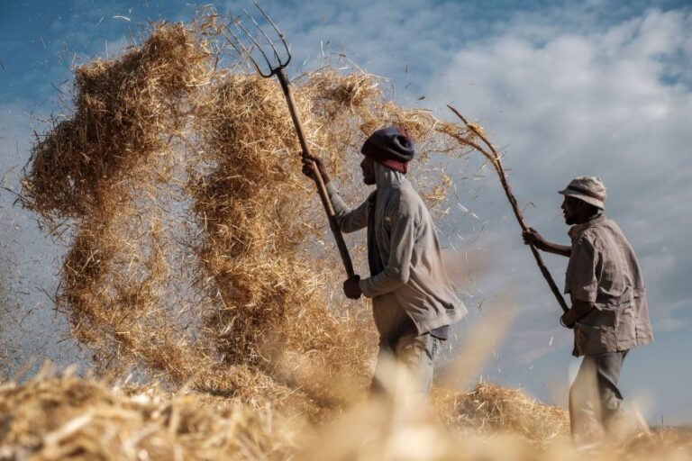 Farmers thresh wheat on the outskirts of Gondar, Ethiopia.