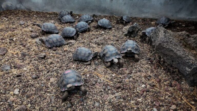 Infant tortoises born at the Fausto Llerena Land Tortoise Breeding Center.