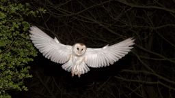 Barn Owl, Tyto alba, hunting at night North Norfolk. (Photo by: Education Images/Universal Images Group via Getty Images)