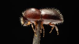 The small size and light to dark brown color of the polyphagous shot-hole borer makes it difficult to detect. Females are 1.8-2.5 mm long while males are only 1.5-1.67 mm long.
